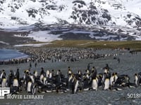 オウサマペンギンの大コロニー キングペンギン、海岸に集まる、雪山、4K