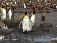 オウサマペンギンの営巣地 キングペンギン、コロニー、ヒナ、4K