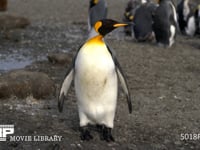 オウサマペンギン キングペンギン、海岸、営巣地、4K