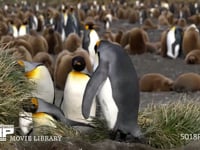オウサマペンギンの営巣地 キングペンギン、コロニー、番い、4K