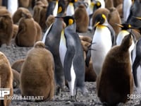 オウサマペンギンの営巣地 キングペンギン、コロニー、親子、ヒナ、4K