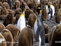 オウサマペンギンの営巣地 キングペンギン、コロニー、親子、ヒナ、4K