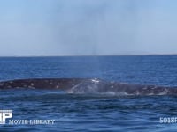 コククジラの泳ぎ 噴気、潮ふき、4K