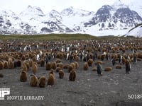 オウサマペンギンの営巣地 キングペンギン、コロニー、親子、ヒナ、雪山、4K