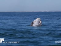 コククジラの泳ぎ スパイホップ、4K