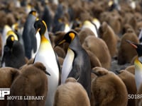 オウサマペンギンの営巣地 キングペンギン、コロニー、親子、ヒナ、4K
