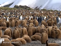 オウサマペンギンの営巣地 キングペンギン、コロニー、ヒナ、4K