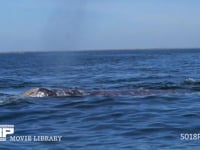 コククジラの泳ぎ 噴気、潮ふき、4K