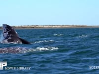 コククジラの交尾群 噴気、潮ふき、4K