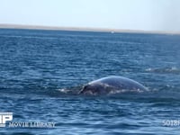 コクジジラの尾びれ 潜水、ダイビング、4K