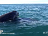コククジラの親子 母親の背に乗る、4K