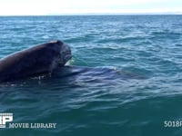 コククジラの親子 母親の背に乗る、4K