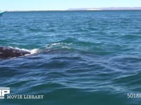 コククジラとウォッチングボート スパイホップ, 4K