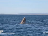 コククジラの親子 スパイホップ、4K