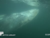 コククジラ（水中撮影） 顔、クローズアップ、4K
