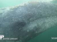 コククジラ（水中撮影） 顔、クローズアップ、4K