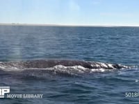 コククジラの親子 噴気、潮ふき、4K