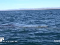 コククジラの親子 噴気、潮ふき、4K