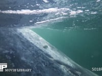 コククジラ（水中撮影） 顔、クローズアップ、4K