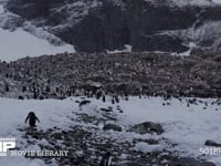 ジェンツーペンギンの営巣地 コロニー、風景、雪山、4K