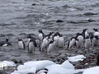 水浴びするジェンツーペンギン 海岸、群れ、水浴、流氷、4K