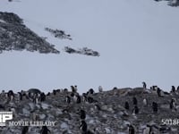ジェンツーペンギンの営巣地 コロニー、風景、雪山、4K