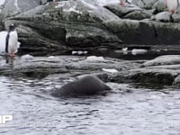 ジェンツーペンギンとナンキョクオットセイ 海岸、群れ、4K