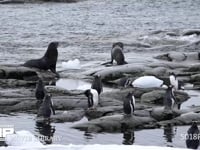 ジェンツーペンギンとナンキョクオットセイ 海岸、群れ、4K