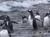 水浴びするジェンツーペンギン 海岸、群れ、水浴、降雪、4K