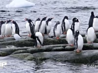 海岸に群れるジェンツーペンギン 海岸、群れ、水浴、流氷、4K