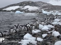 海岸に群れるジェンツーペンギン 海岸、群れ、水浴、流氷、4K