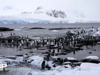海岸に群れるジェンツーペンギン 海岸、群れ、水浴、流氷、4K