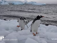 氷上を歩くジェンツーペンギン 海岸、流氷、4K
