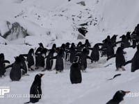 雪原をのぼるジェンツーペンギンの群れ 営巣地にむかう、4K