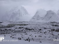 ジェンツーペンギンがいる風景 雪山、風景、雪原、営巣地、4K