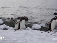 海岸を歩くジェンツーペンギン 海岸、雪上、4K