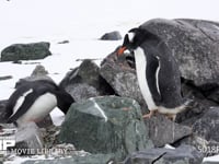 ジェンツーペンギンの営巣 番い、巣づくり、ペア、4K
