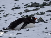雪原で休むジェンツーペンギン 休息、4K