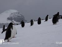 雪原を登るジェンツーペンギンの群れ 降雪のなか営巣地にむかう、4K