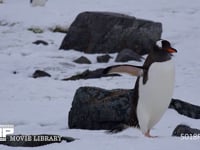 雪上を歩くジェンツーペンギン 降雪のなかを歩く、4K