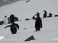 顔をかくジェンツーペンギン 雪原、降雪、4K