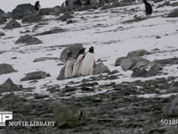 親を追いかけるジェンツーペンギンのヒナ 親子、餌をねだる、4K