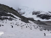 雪原に群れるジェンツーペンギン 雪山、雪渓、風景、4K