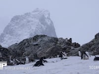 雪原に群れるジェンツーペンギン 雪山、営巣地、4K