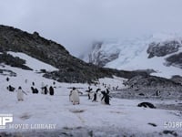 雪原に群れるジェンツーペンギン 雪山、雪渓、風景、4K