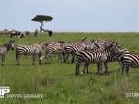 サバンナに群れるグラントシマウマ サバンナシマウマ、4K