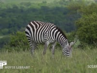 草を食むグラントシマウマ サバンナシマウマ、採餌、採食、4K