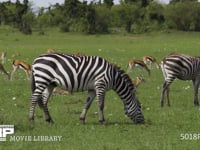 グラントシマウマとトムソンガゼル サバンナシマウマ、採餌、採食、4K