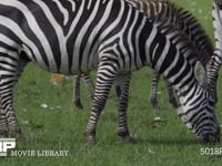 草を食むグラントシマウマ サバンナシマウマ、採餌、採食、4K