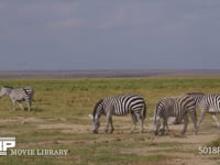 草を食むグラントシマウマ サバンナシマウマ、採餌、採食、4K